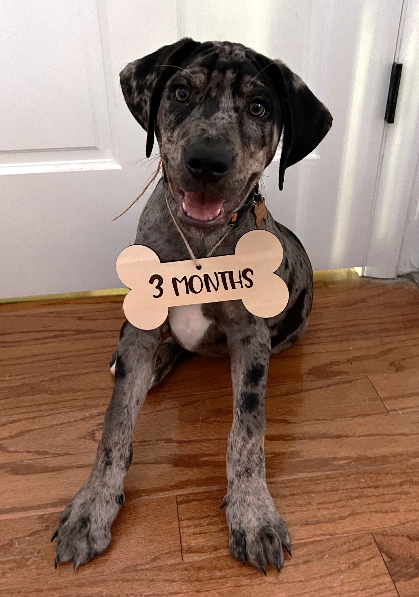 Puppy Milestone Cards, Puppy Milestone Photo Prop, New Puppy Gift, Bone Shaped Dog Tag, Puppy Growth Chart, Baby Dog Gift, Wooden Dog Bone