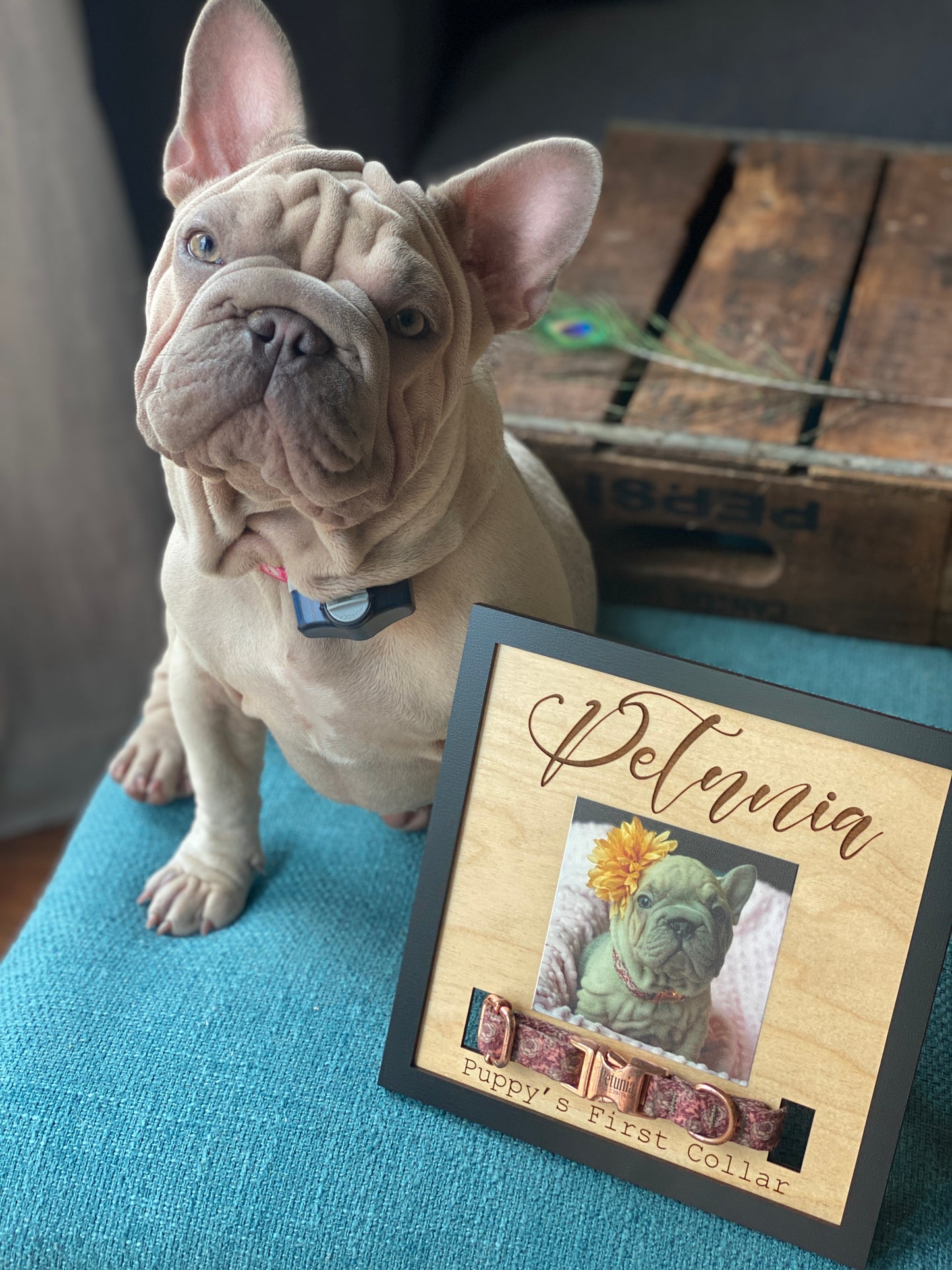 Personalized Puppy Collar Holder, New Puppy, Dog Print Picture Frame, Collar Remembrance, Dog Mom Gift, Fur Baby, Cute Sign Plaque